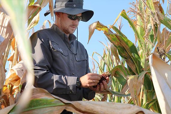 Graduate student examining corn in field
